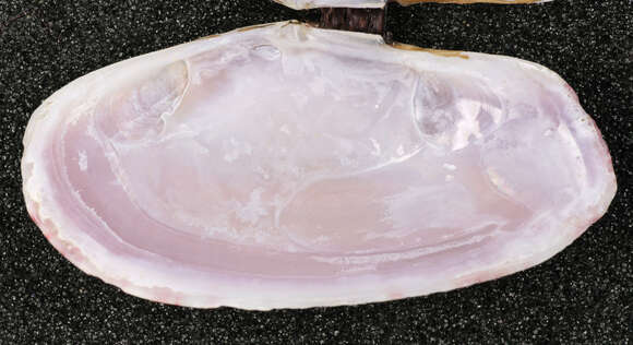 Image of Faroe sunset shell