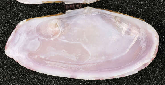 Image of Faroe sunset shell