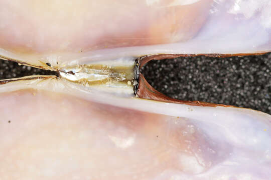 Image of Faroe sunset shell