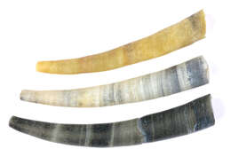 Image of common elephant's tusk