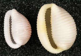 Image of European cowrie