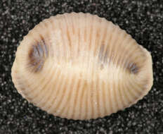 Image of European cowrie