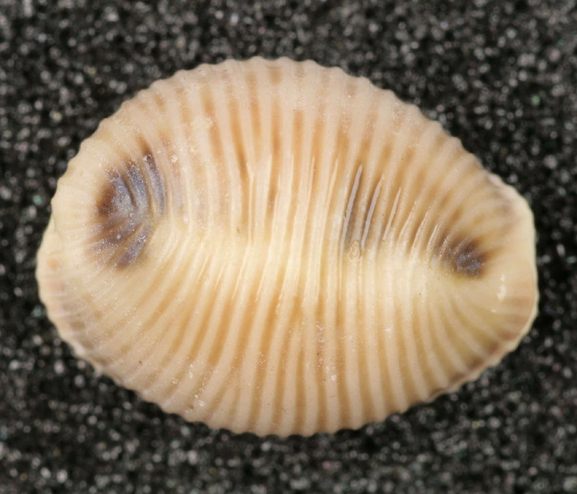 Image of European cowrie