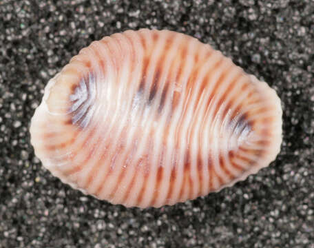 Image of European cowrie