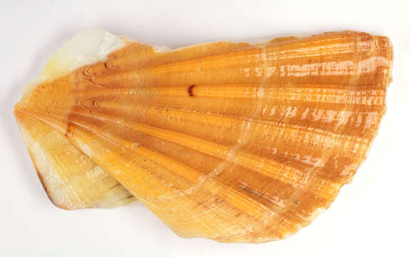 Image of Great Atlantic scallop