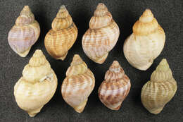 Image of Common whelk