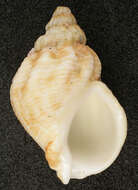 Image of Common whelk