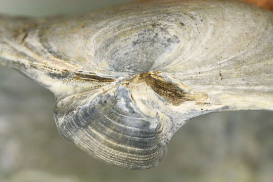 Image of Soft-shelled clam