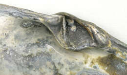 Image of Soft-shelled clam