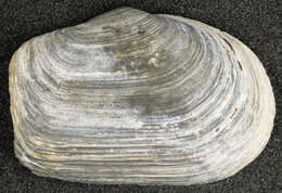 Image of Soft-shelled clam