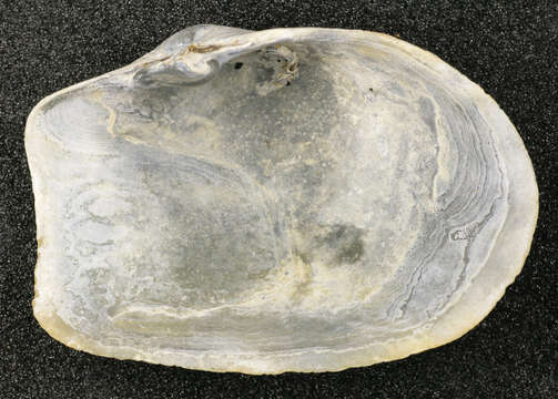 Image of Soft-shelled clam