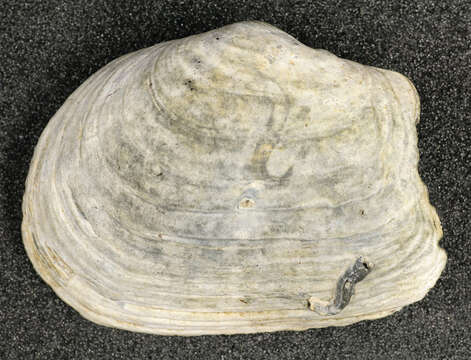 Image of Soft-shelled clam