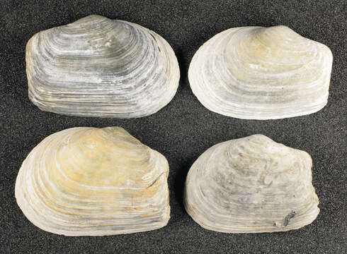 Image of Soft-shelled clam