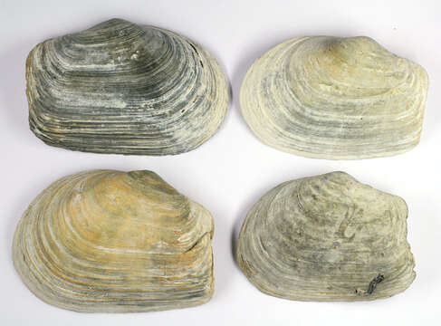 Image of Soft-shelled clam