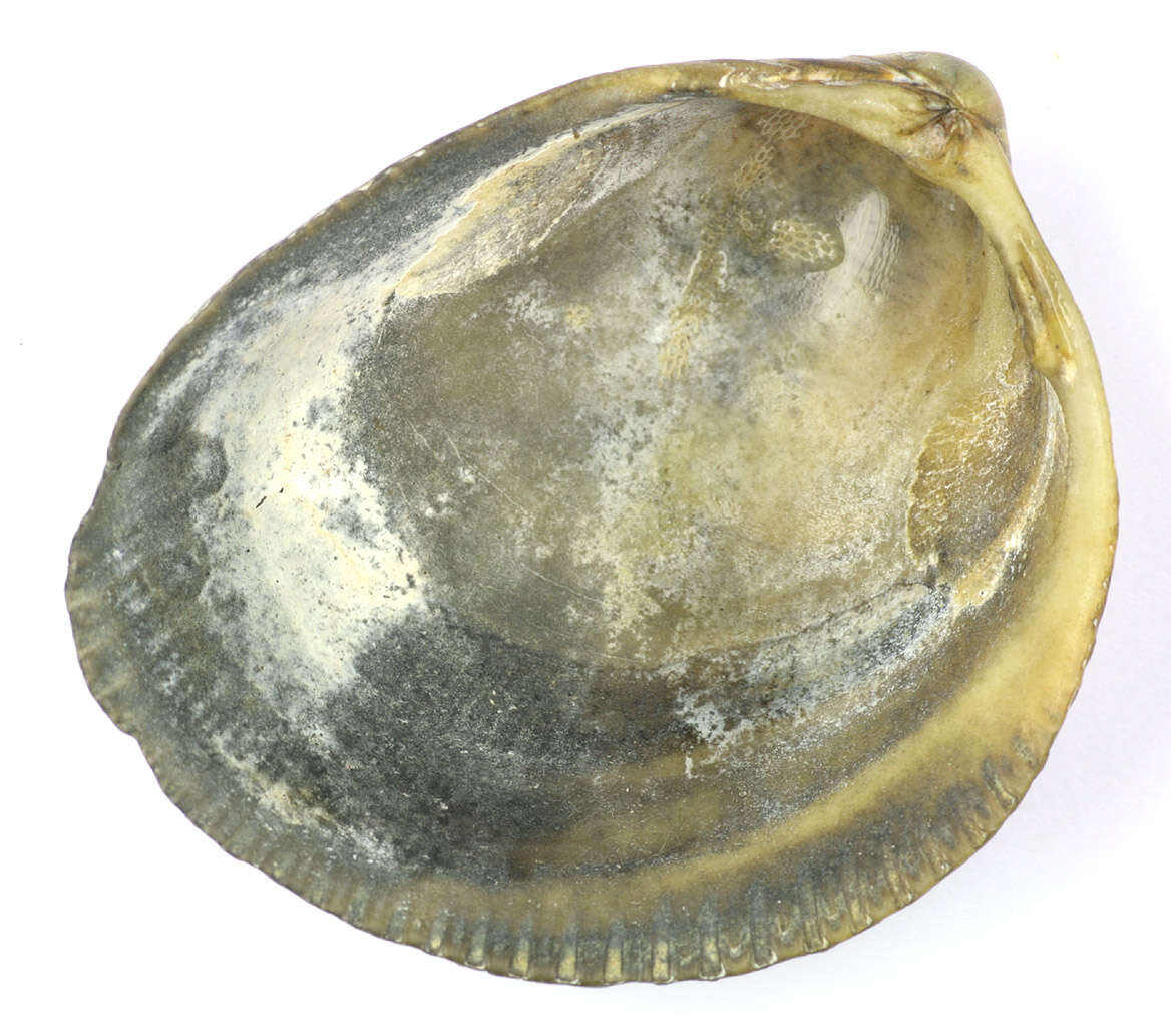 Image of Norway cockle