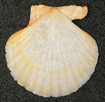 Image of queen scallop