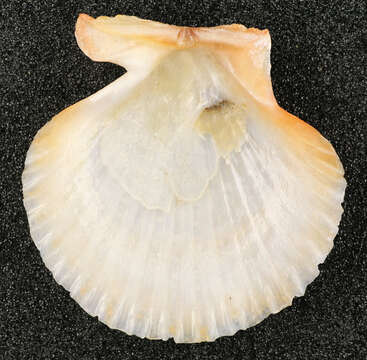 Image of queen scallop