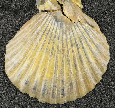 Image of queen scallop