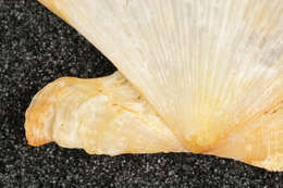 Image of queen scallop