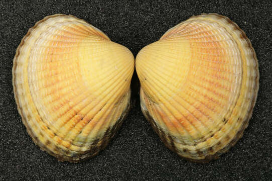 Image of Common cockle