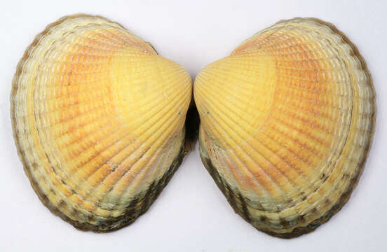 Image of Common cockle