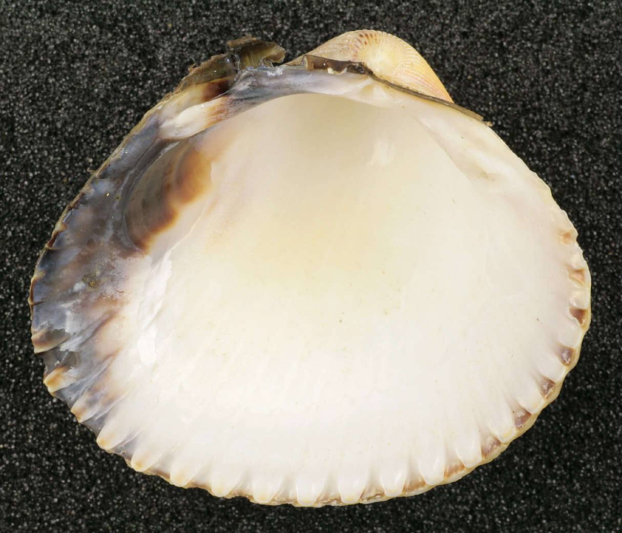 Image of Common cockle