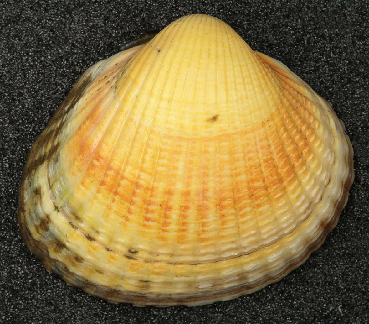 Image of Common cockle