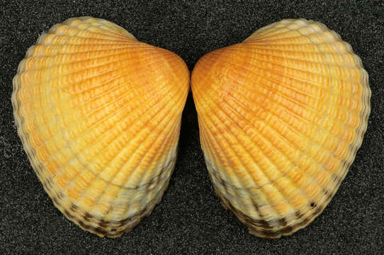 Image of Common cockle