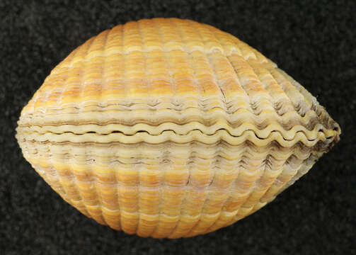 Image of Common cockle