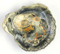 Image of Native oyster