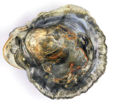 Image of Native oyster