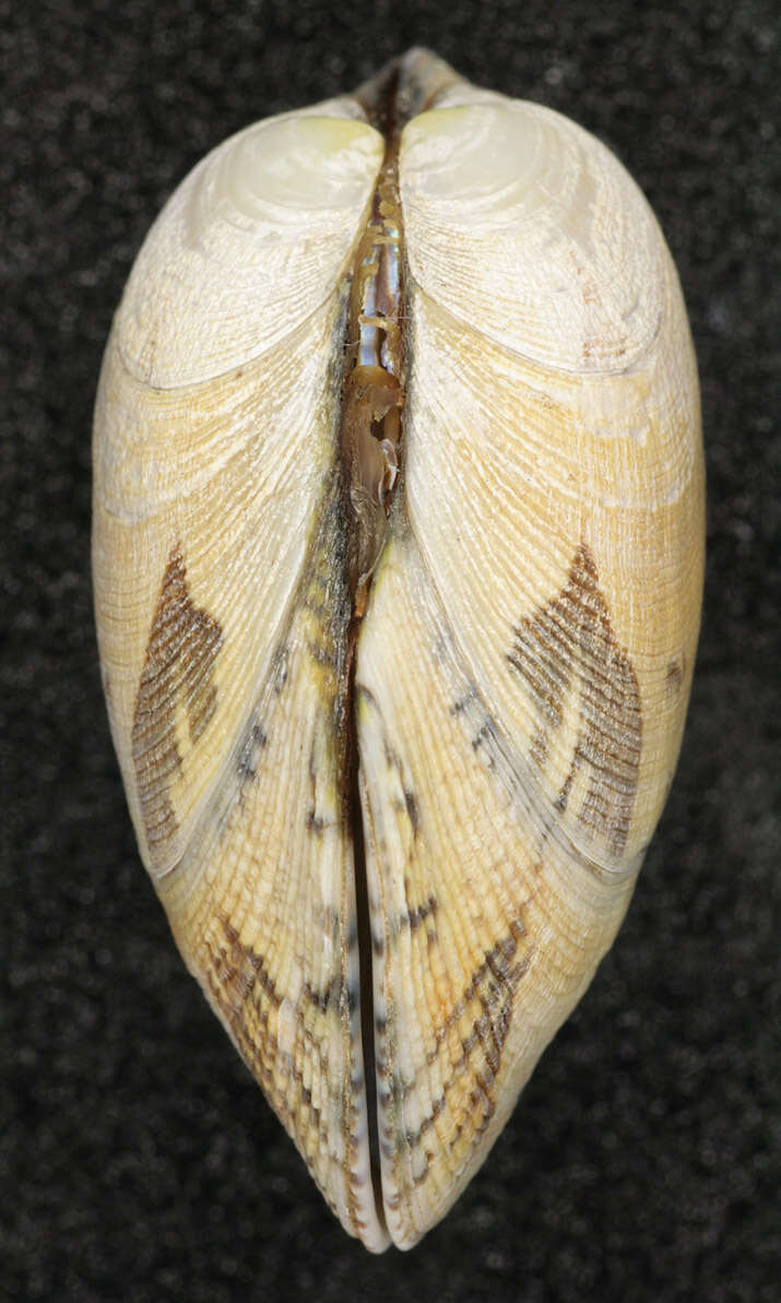Image of corrugated venus