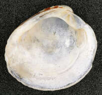 Image of clam