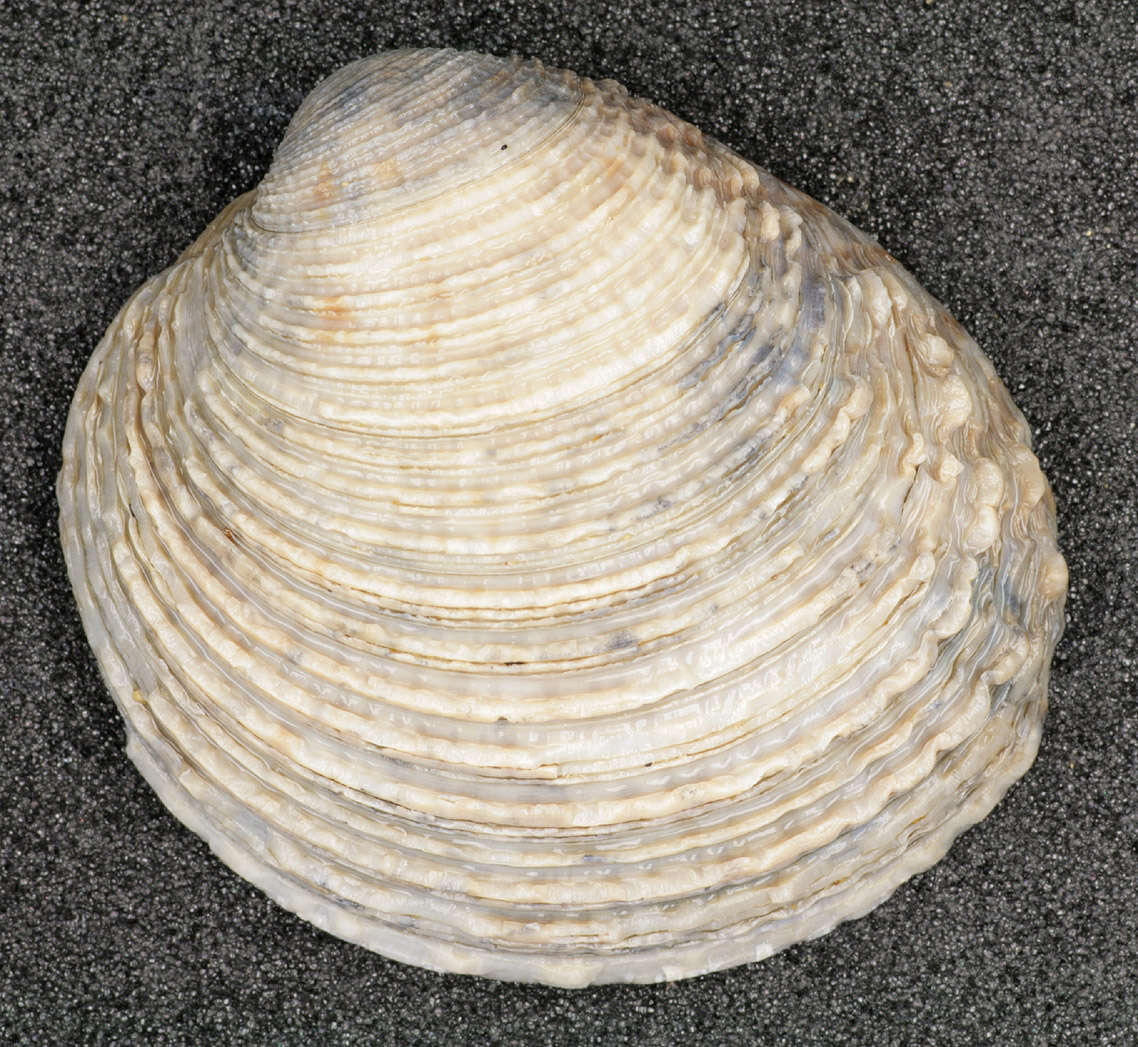 Image of clam