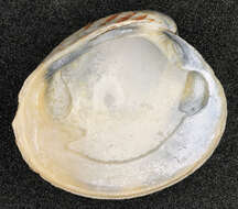 Image of clam