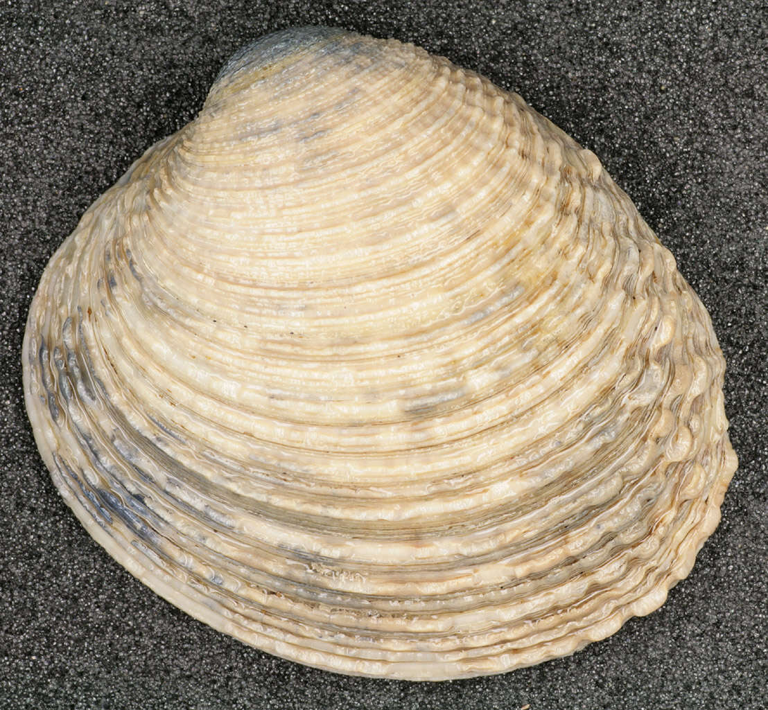 Image of clam