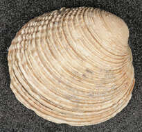 Image of clam