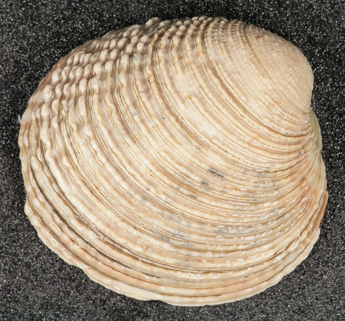 Image of clam