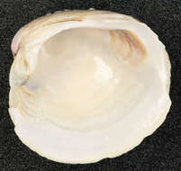 Image of clam