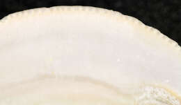 Image of clam