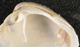 Image of clam