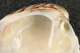 Image of clam