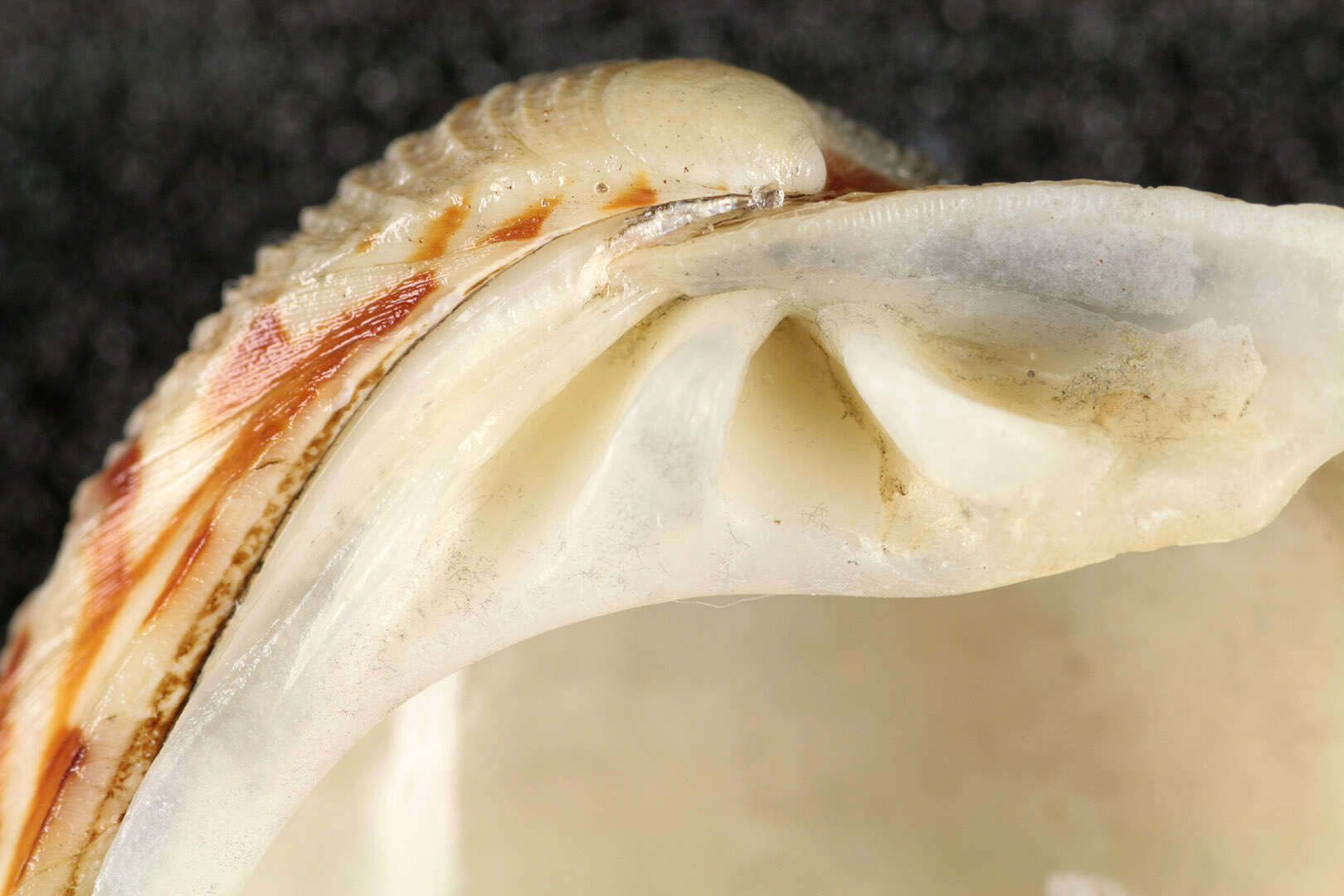 Image of clam