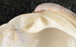 Image of clam