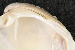 Image of clam