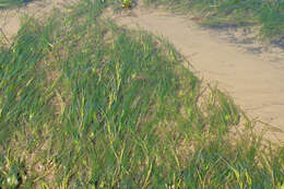 Image of Eelgrass