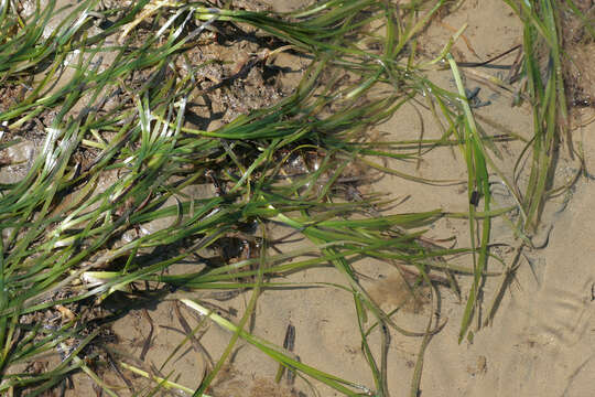 Image of Eelgrass