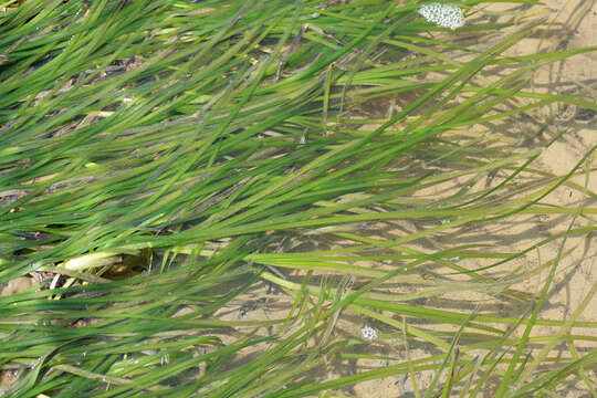 Image of Eelgrass