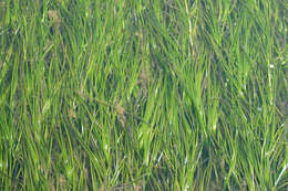 Image of Eelgrass