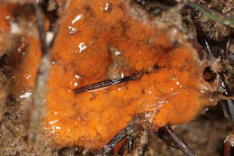 Image of Colonial tunicate